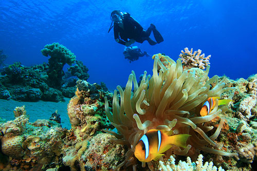 Scuba Diving In The South Pacific